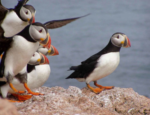 OUESSANT NATURALIST ASSOCIATION