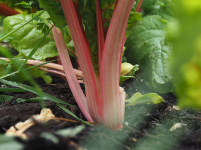Potager de Kergroadez
